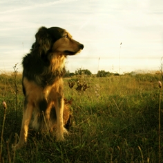 Post image for Goodbye Downward Dog Days of Summer