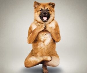 I Bow to the Yoga Dog Masters