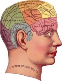 GABA level in the human brain.