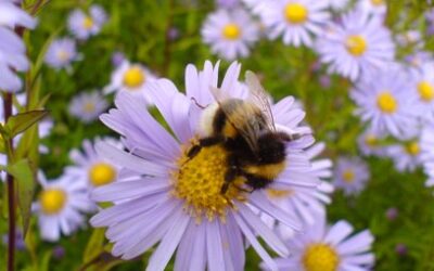 The Power of Pranayama